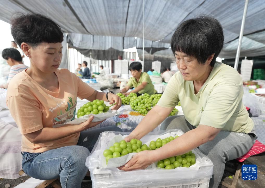 晨龙游戏官网